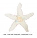 Star Fish Large Aquarium Decor